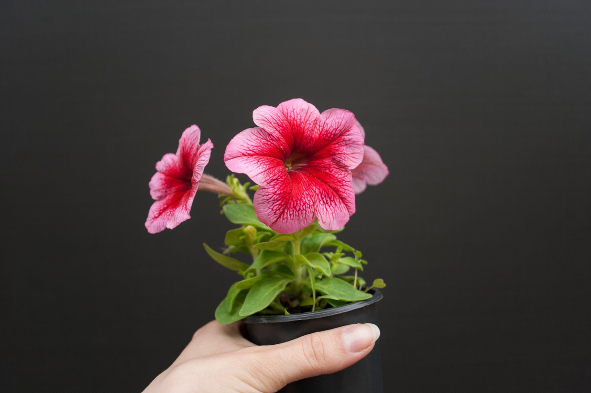 Service de culture de pétunias