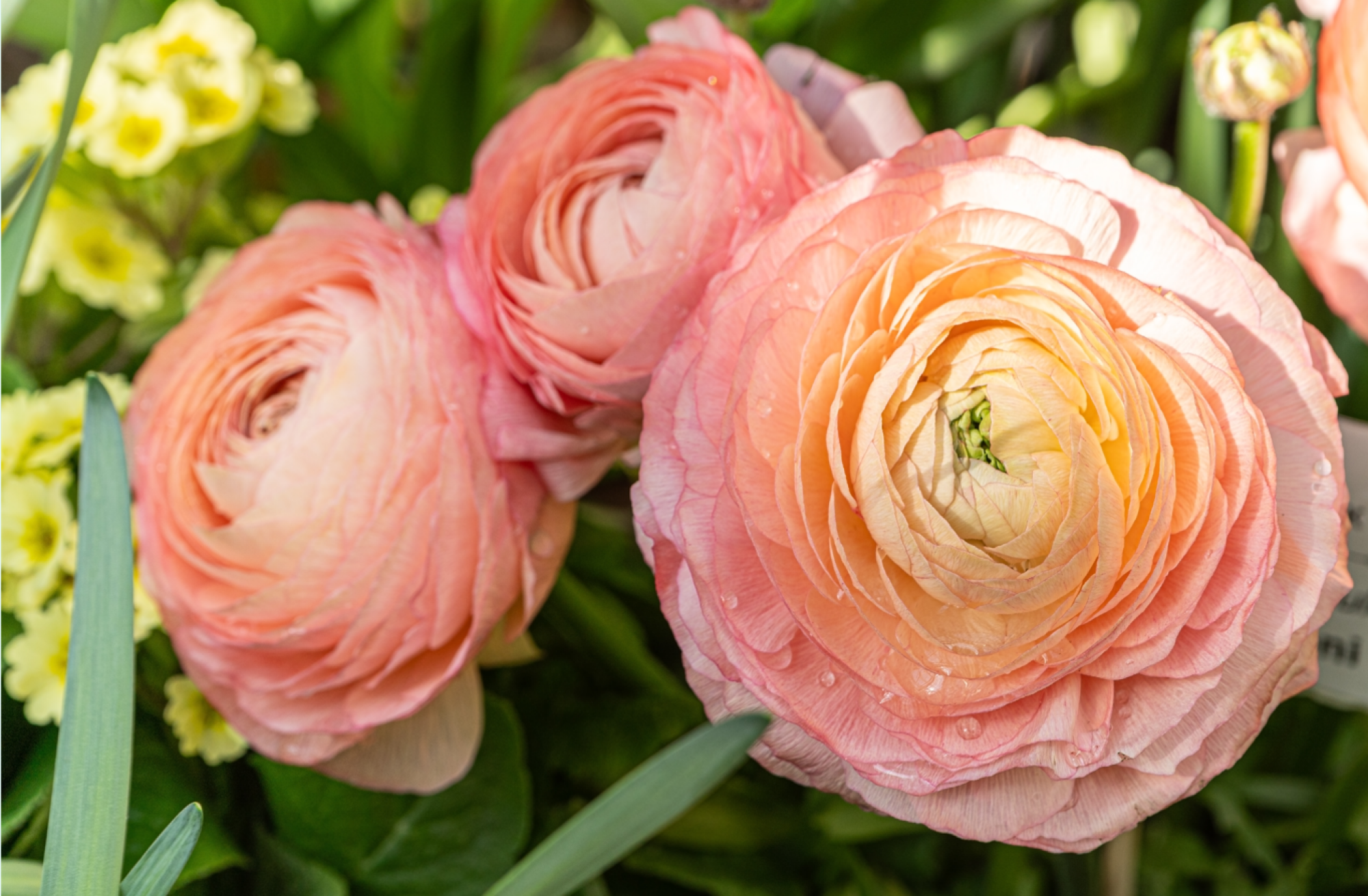 Service de culture de renoncules