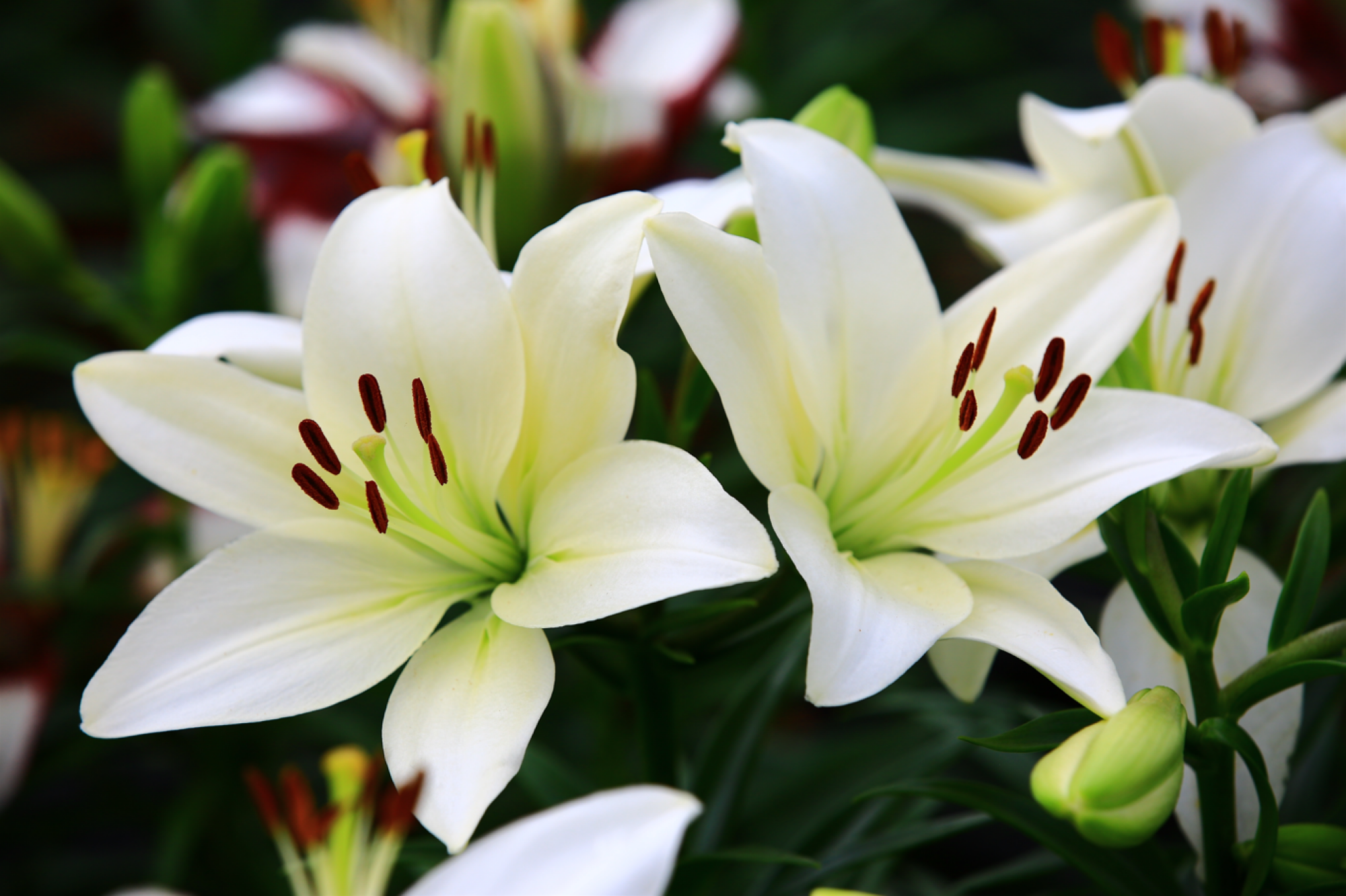 Service de plantation de lys