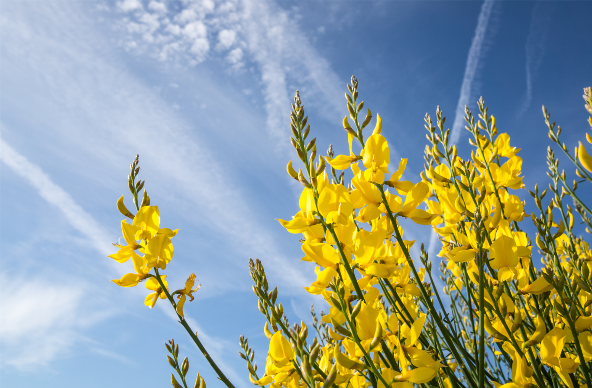 Service de plants de genets