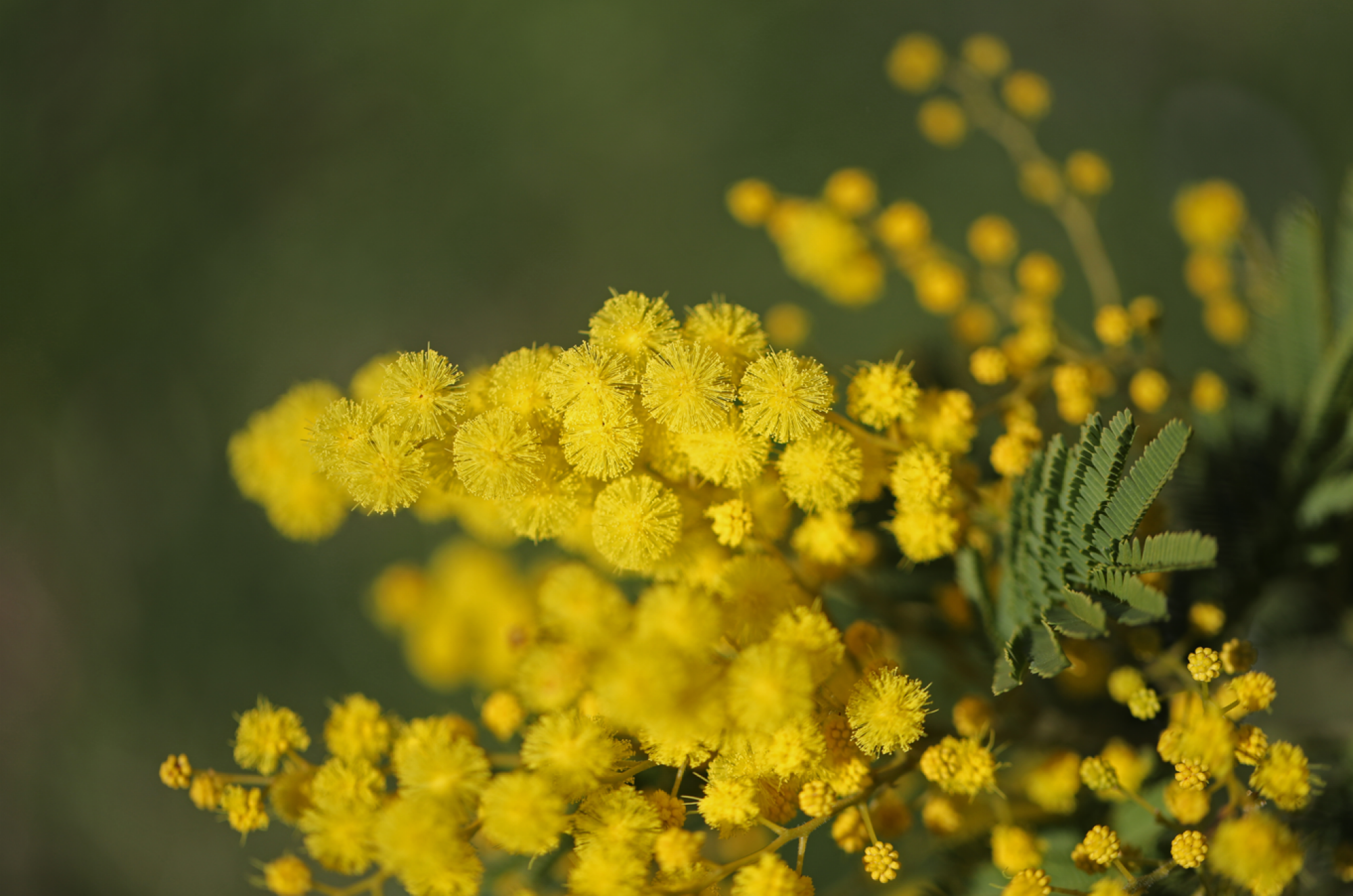 Service de plants de mimosas