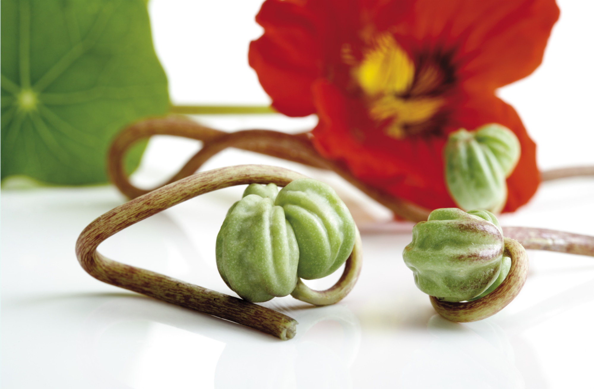 Vente de graines de capucines