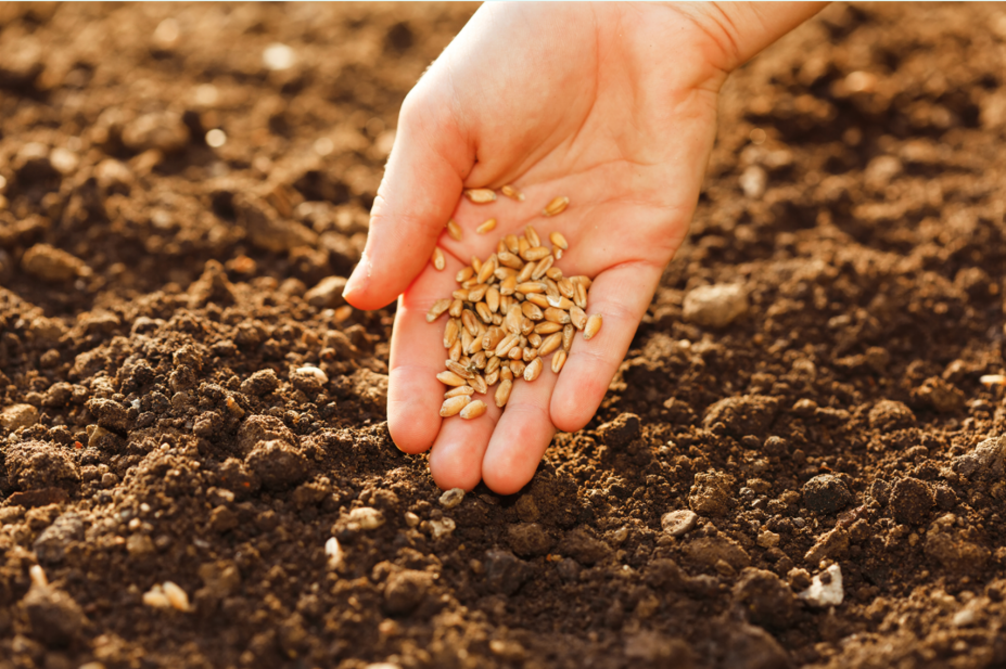 Vente de semences non traitées