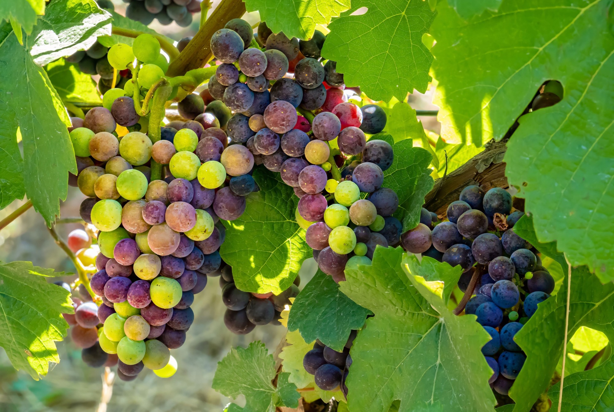 Apprentissage de la vinification