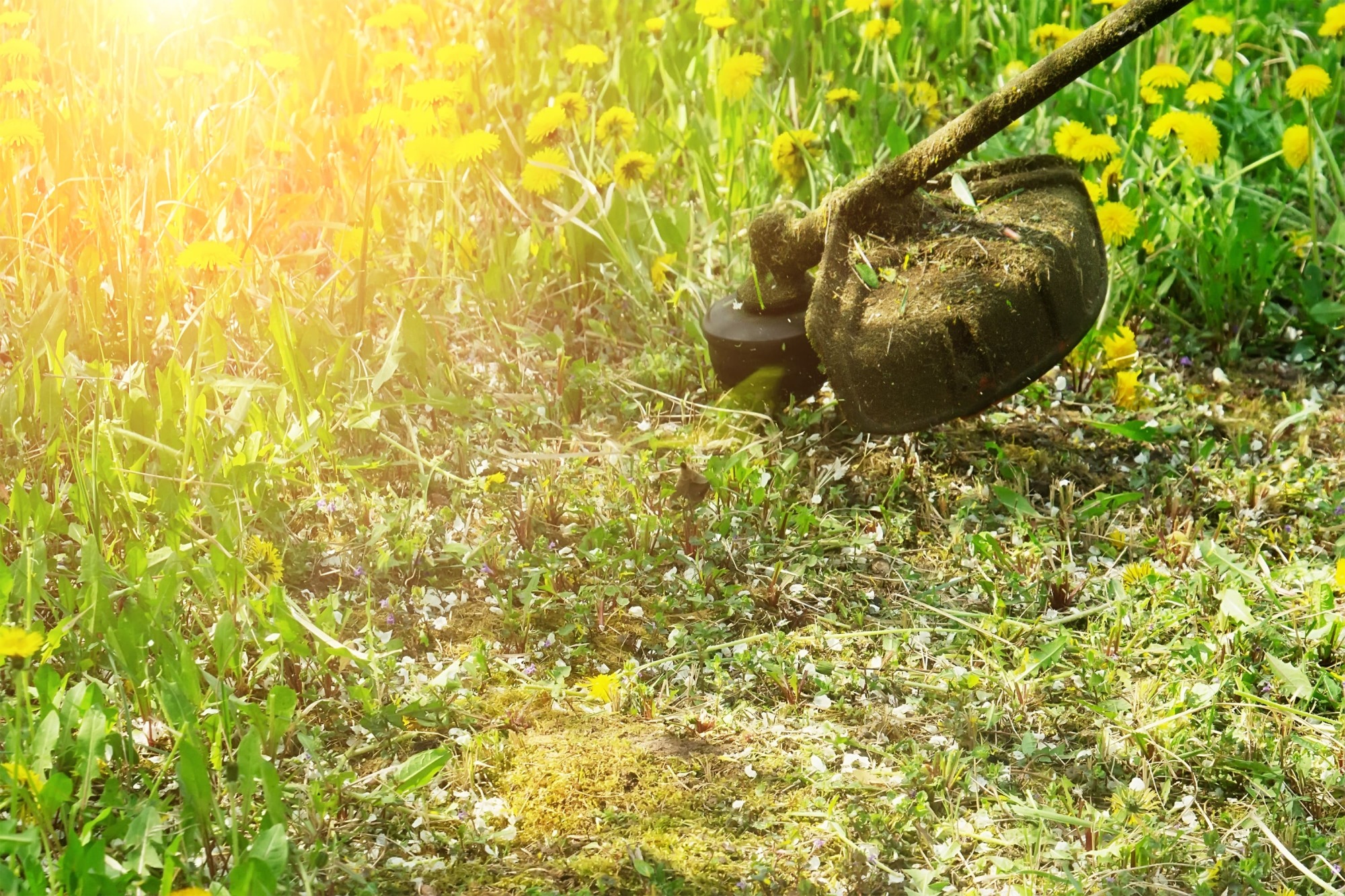 Débroussaillage et nettoyage de jardin