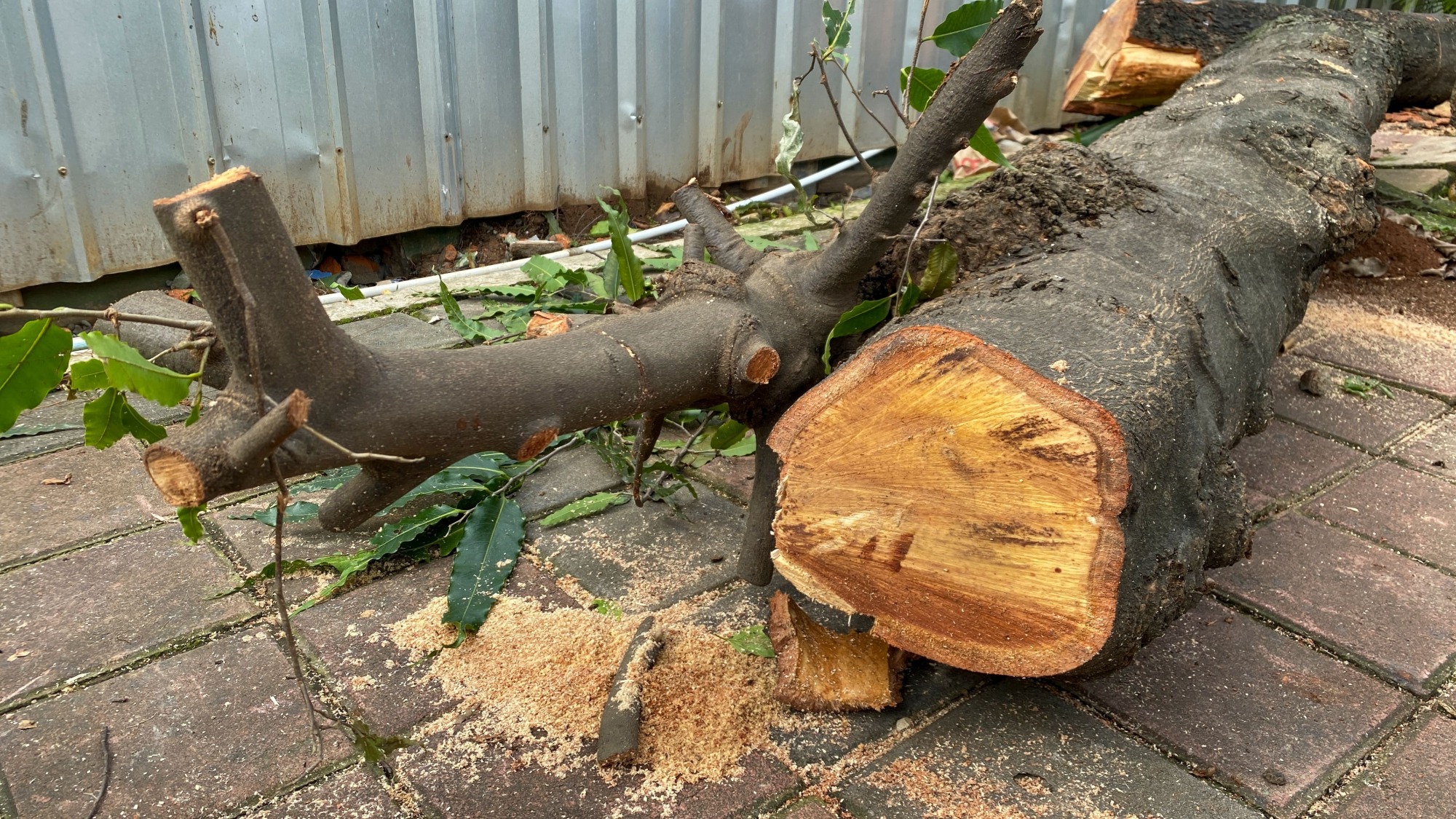 Élagage et abattage d'arbres