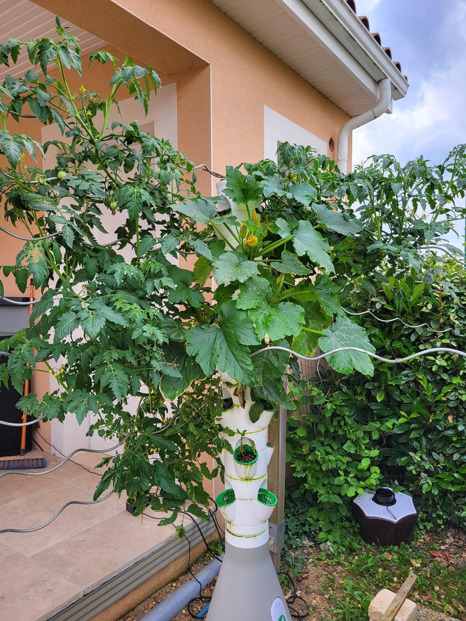 HomePotager Tradi – Culture Hydroponique, 12 Plants,  Extérieur