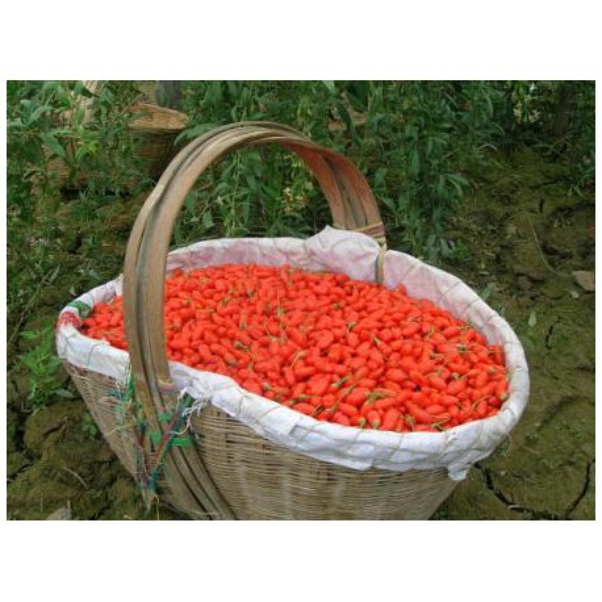 Baies de goji de l'Himalaya Premium Grade