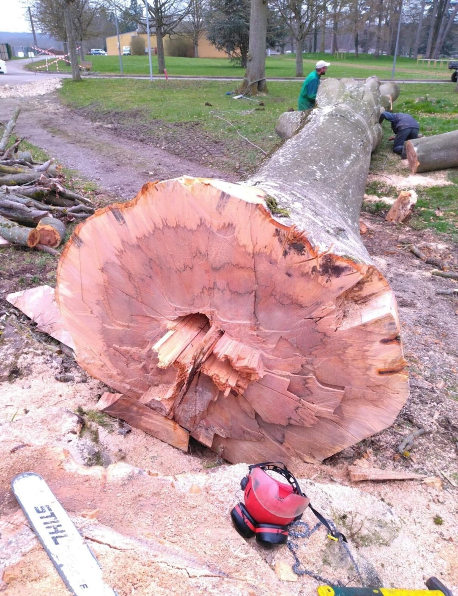 Abattage - Elagage : Particulier ou Professionnel