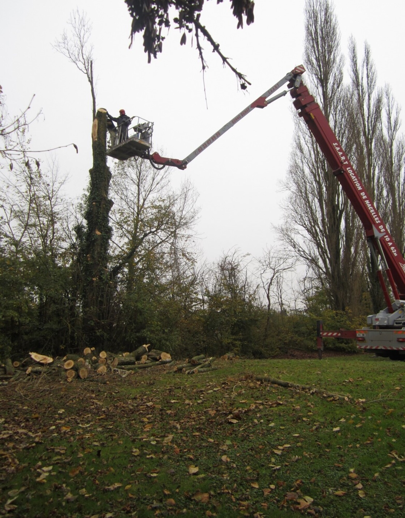 Abattage - Elagage : Particulier ou Professionnel