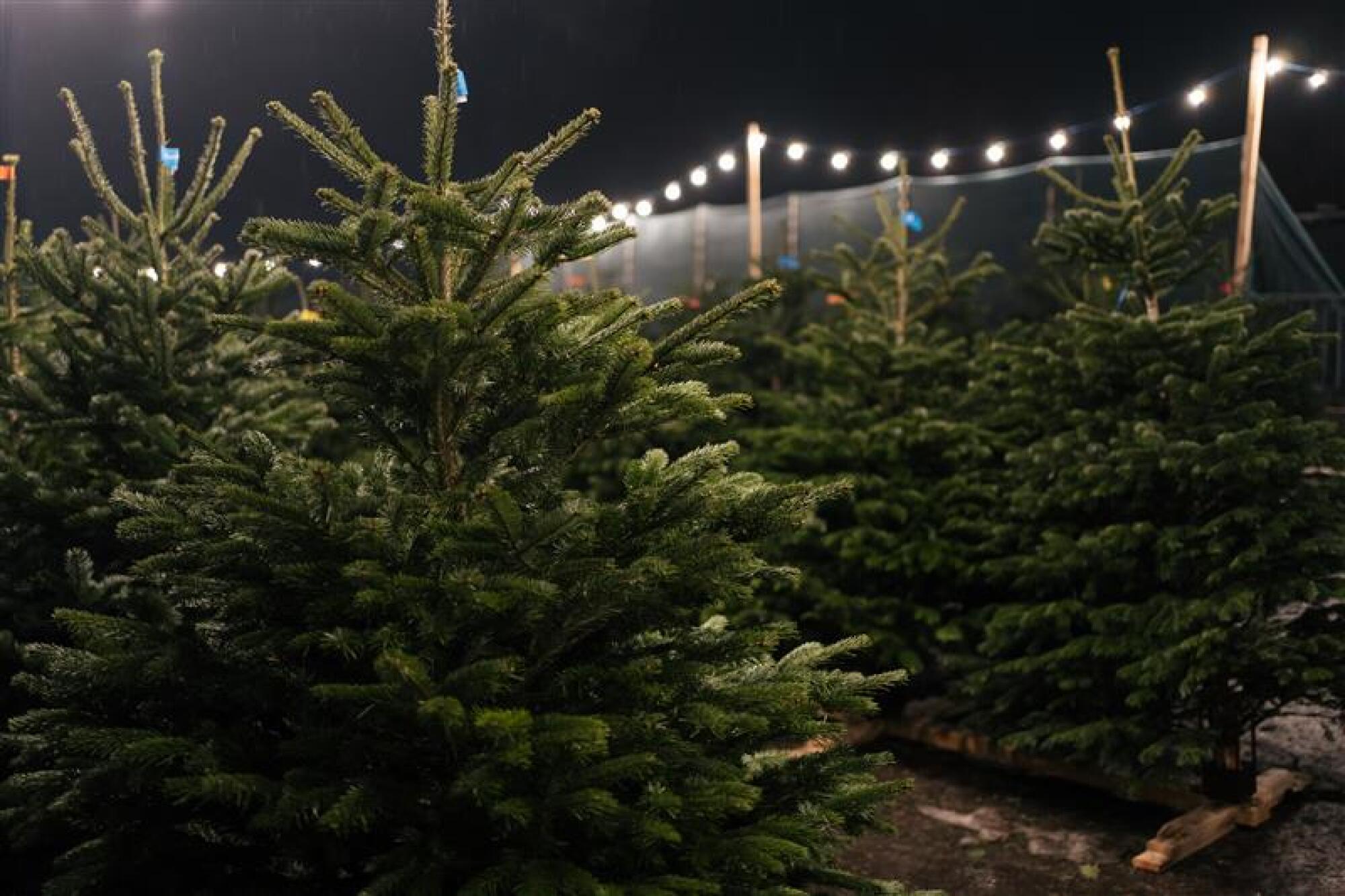 Sapin de Noël Premium