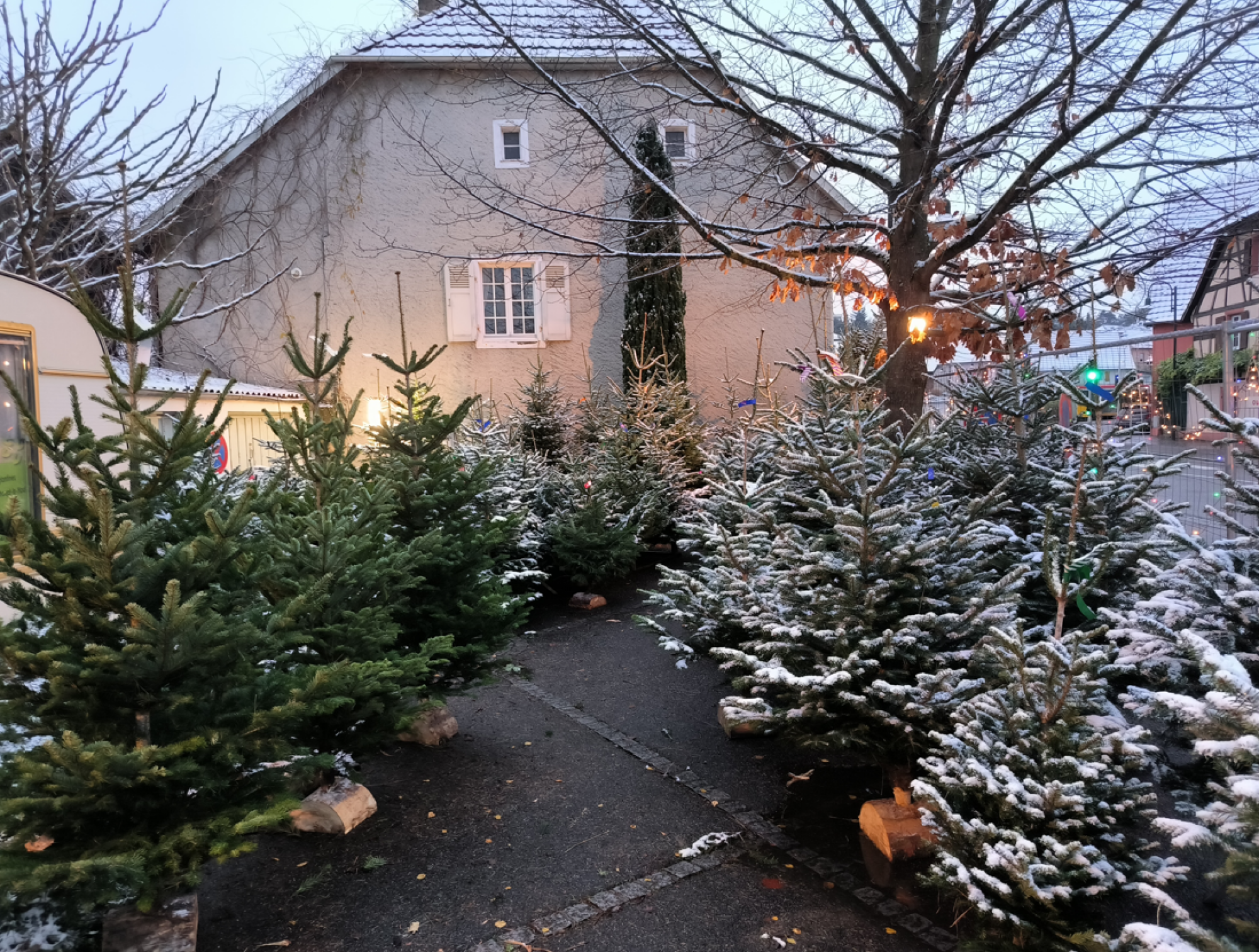 Sapin de Noël Standard