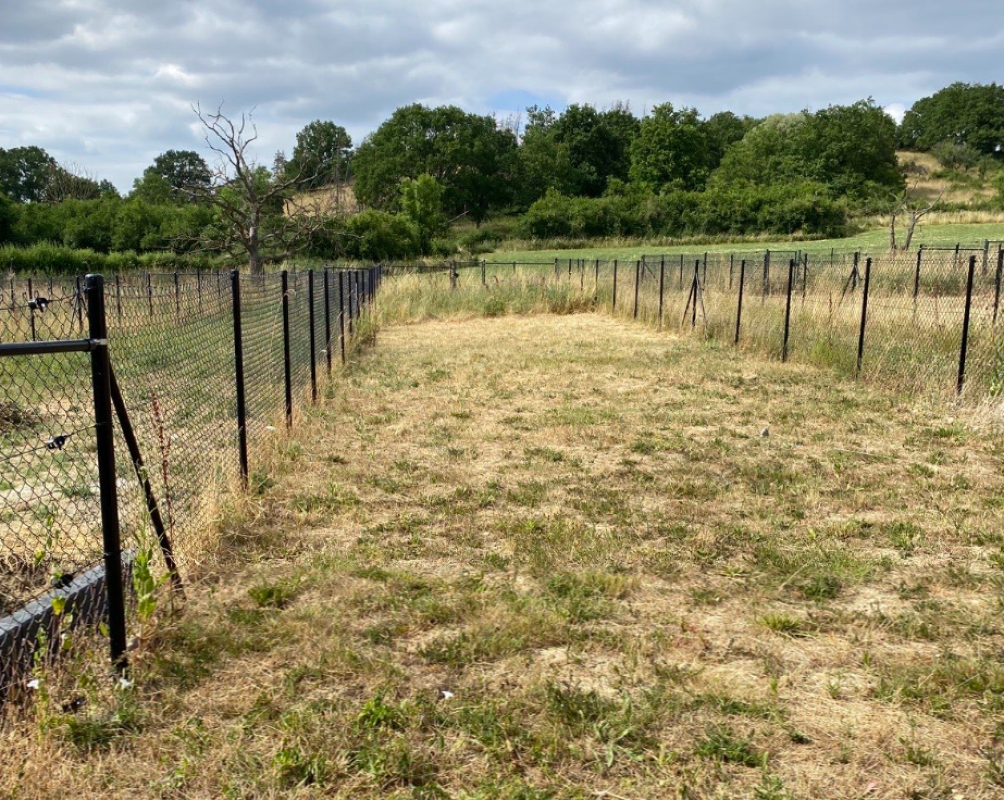 Clôture et gazon placage