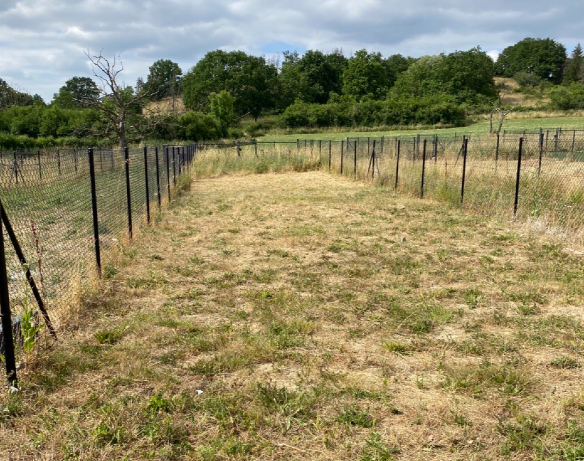 Clôture et gazon placage